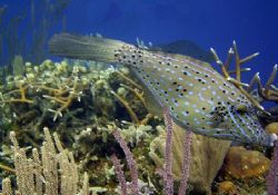 This scrawled filefish was seen July 2004 in Roatan. The ... by Bonnie Conley 